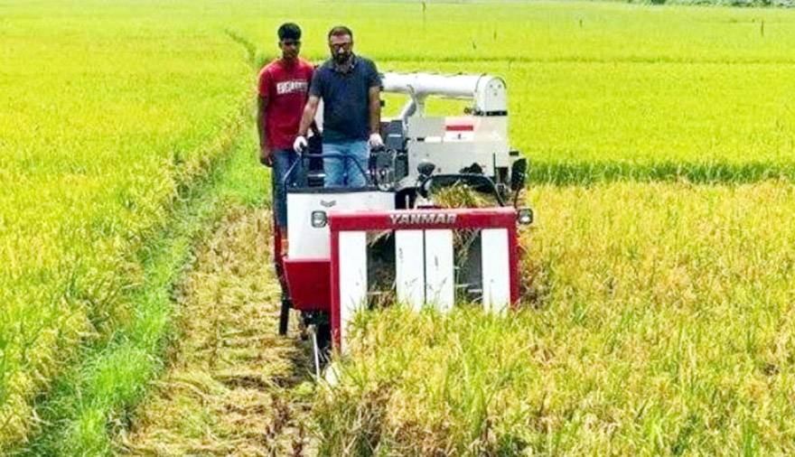 দিনাজপুরে ইরি-বোরো ধান কাটা মাড়াই কাজ চলছে