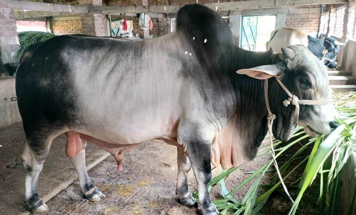 কোরবানি হাট কাঁপানো ২৫মণ ওজনের “রংবাজ” বিক্রি