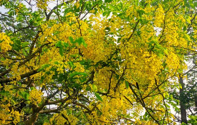 বীরগঞ্জে প্রকৃতির রঙিন সাজ, সৌন্দর্য ছড়াচ্ছে সোনালু ফুল