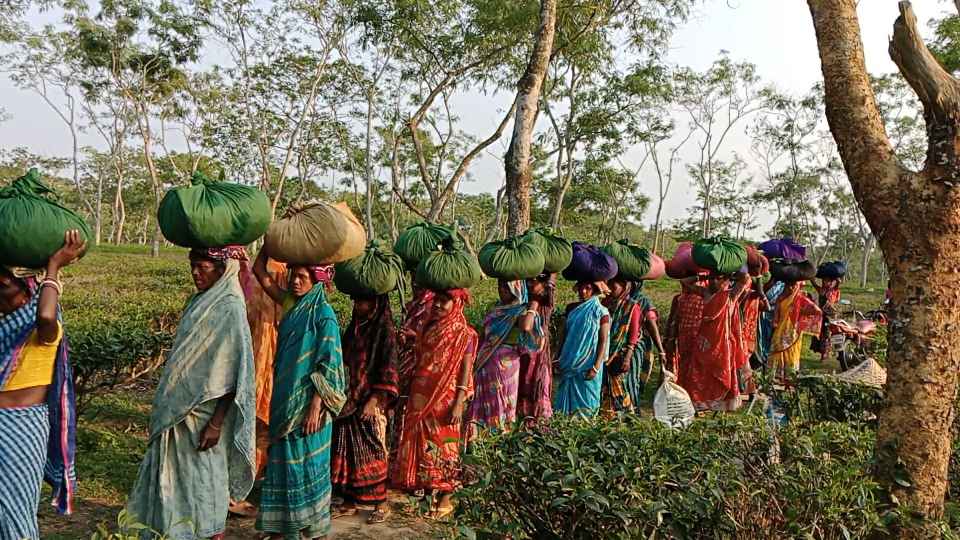 বাজেট নিয়ে কোনো ধারণা নেই মাধবপুরের ৫ চা বাগানের শ্রমিকদের
