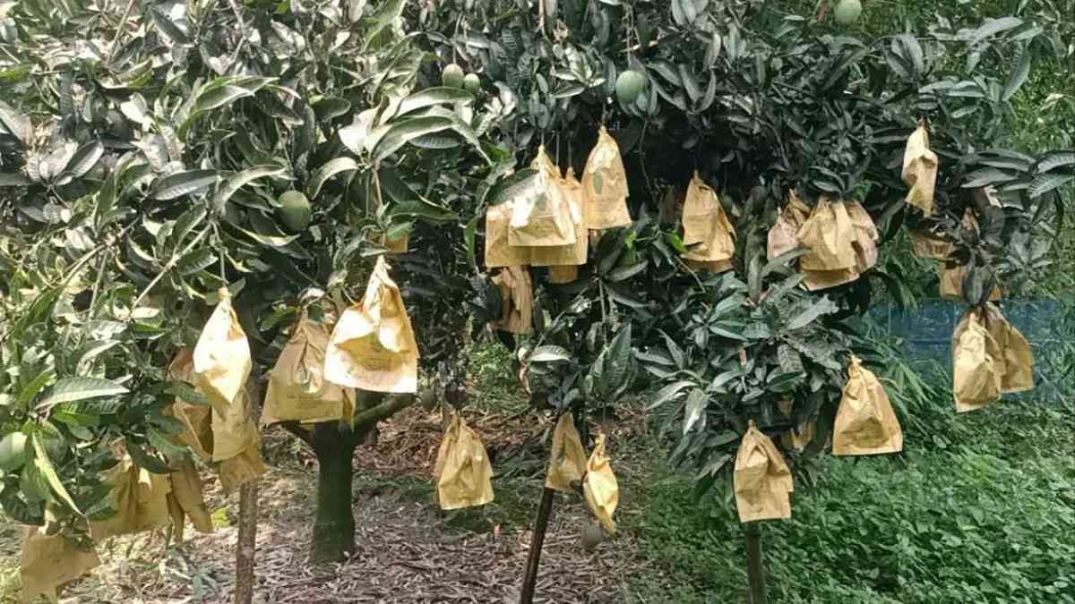 ফ্রুট ব্যাগিং: বাড়ছে বিষমুক্ত আম উৎপাদন,  অর্থনীতিতে নতুন দিগন্তের হাতছানি