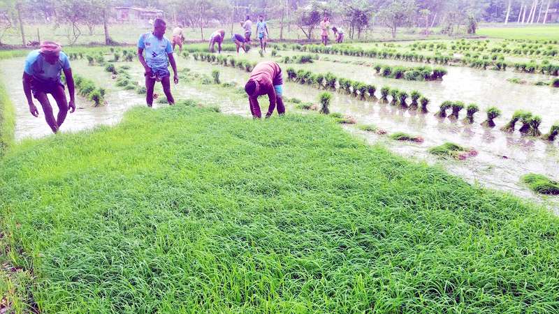 রোপা আমনের দোগাছি তৈরির হিড়িক