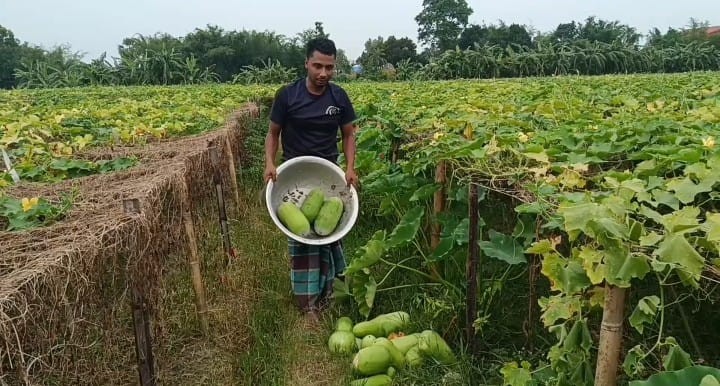 দাম কম,লোকসানের শঙ্কা—দিনাজপুরে চাল কুমড়া চাষিদের হতাশা