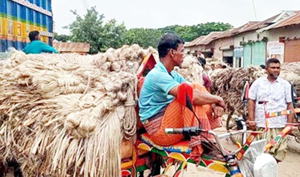 কাহারোলে পাটের বাম্পার ফলন, বাজারে দামও বেশী