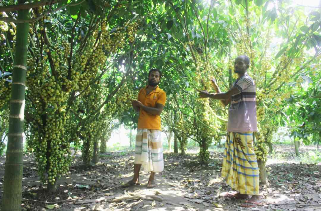 জলঢাকায় বাণিজ্যিক ভাবে হচ্ছে লটকন চাষ