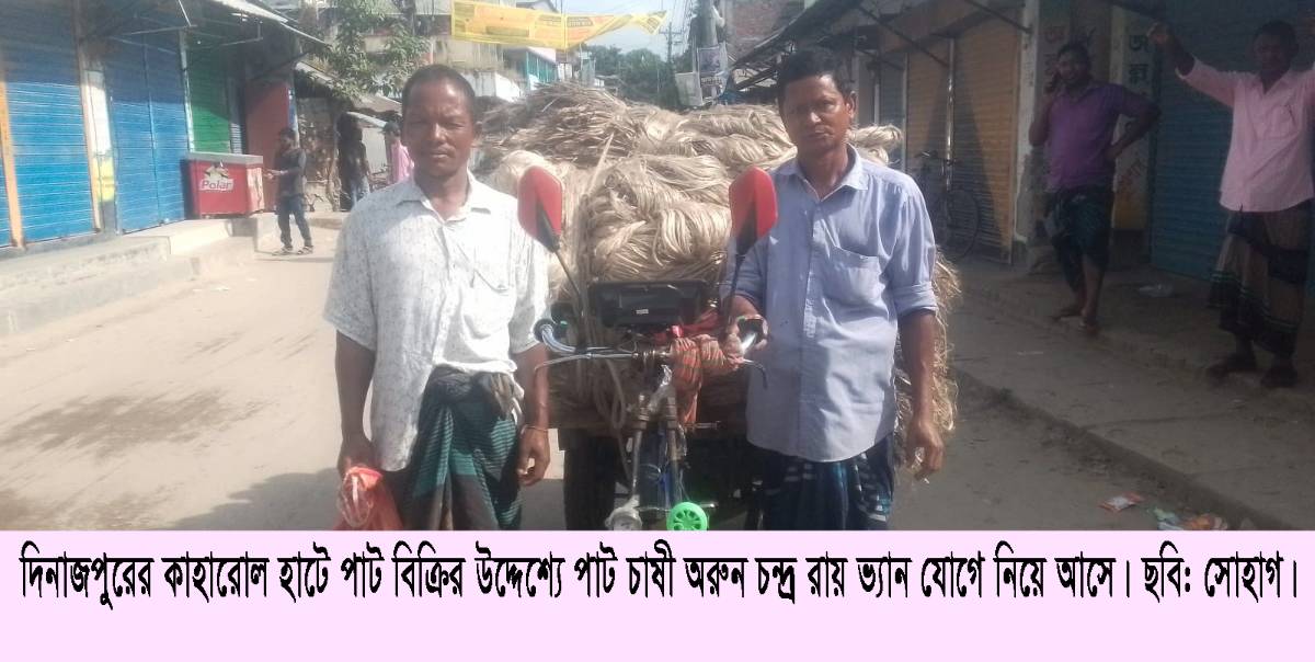 কাহারোলে পাটের উৎপাদন ভালো হওয়ায় ও মুল্য বেশি পাওয়ায় পাট চাষী কৃষক খুশি