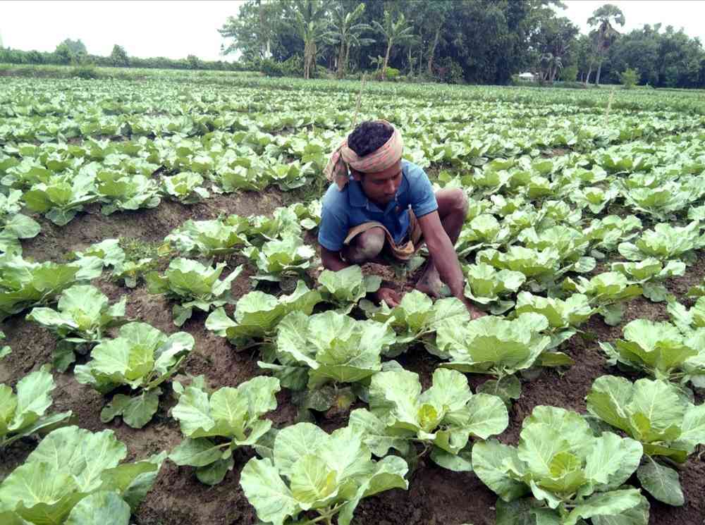 শীতের আগাম সবজিতে ভালো লাভের আশা