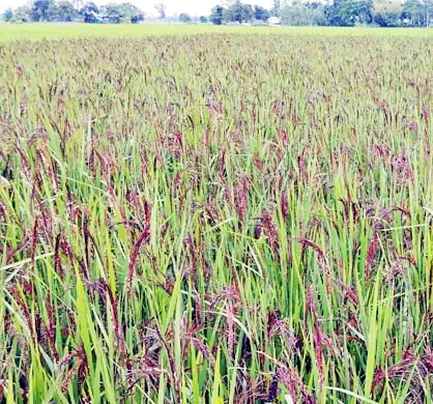 ভিয়েতনামি কালো ধানে কপাল খুলছে রকিবুলের