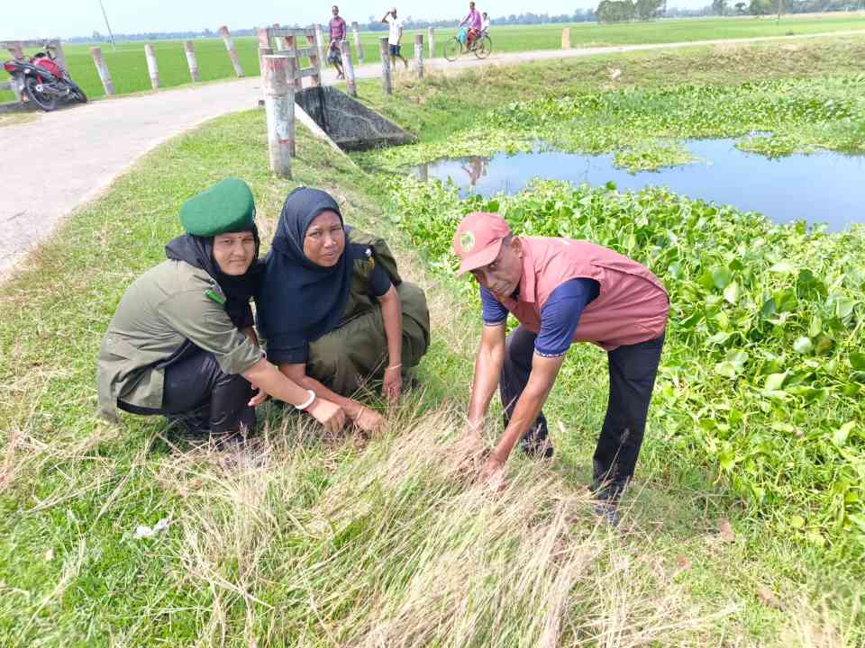 ঘোড়াঘাটে বজ্রপাতের ঝুঁকি কমাতে ১৮০০ তালবীজ রোপণ